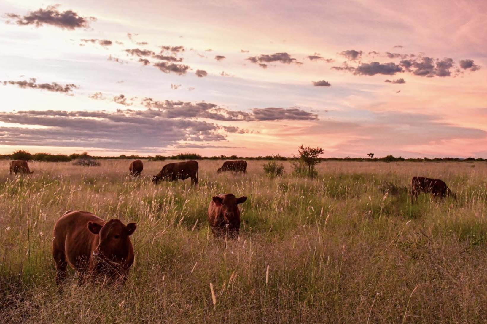 Beefmasters – Aucamp Farming
