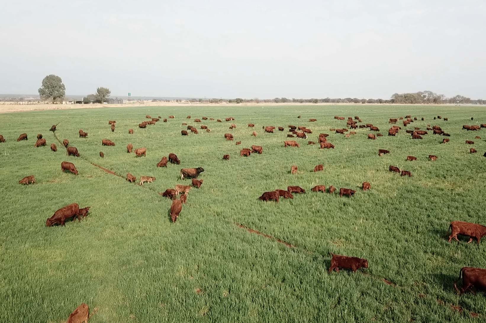 Beefmasters – Aucamp Farming